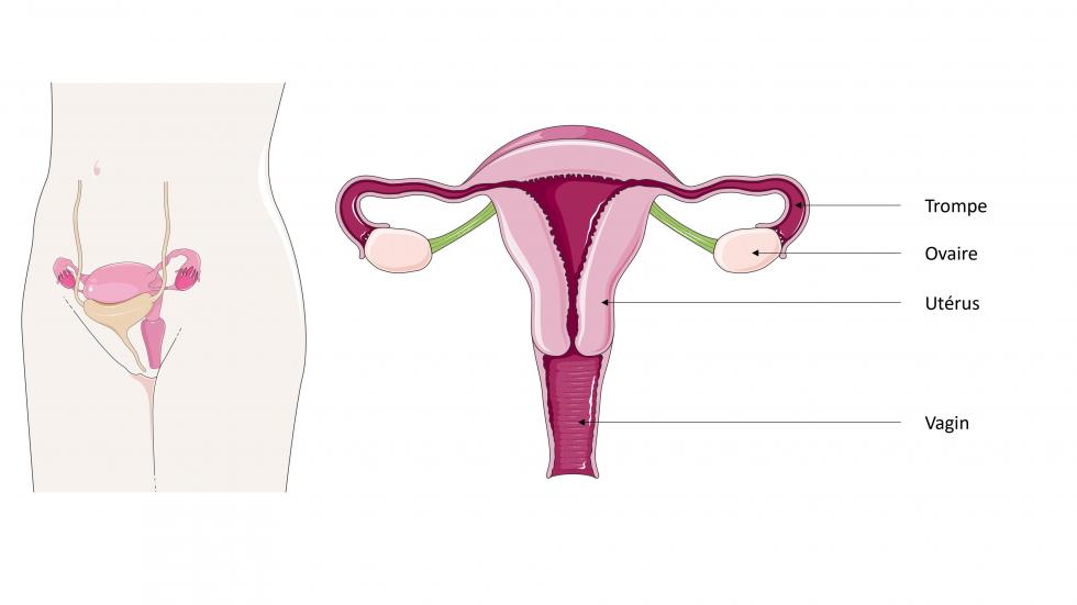 Anatomie appareil génital féminin