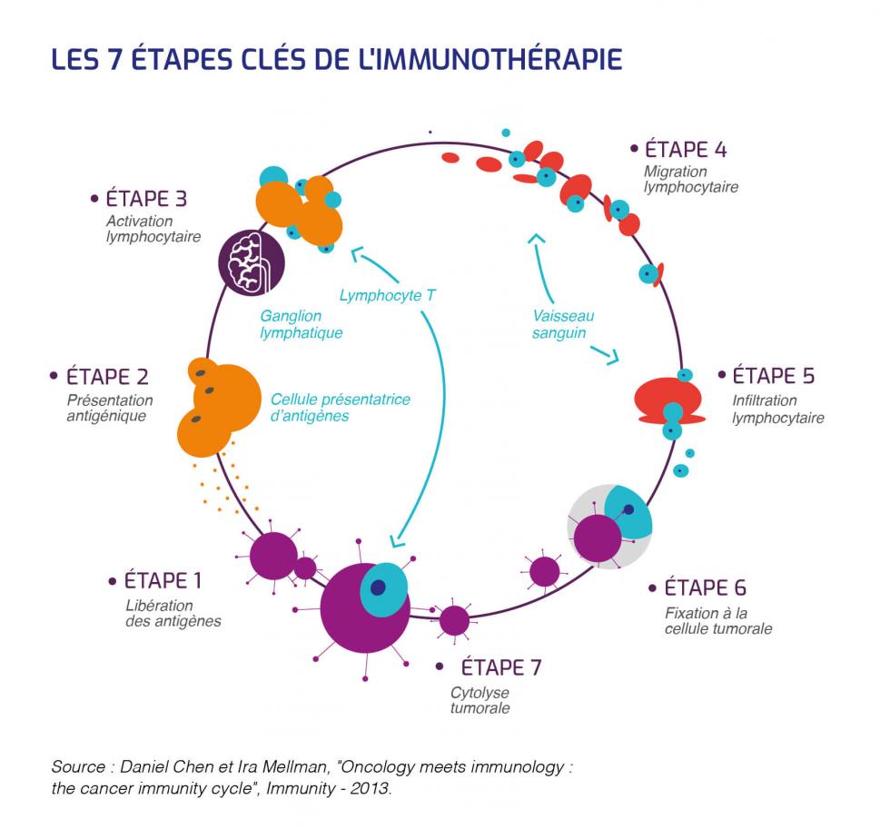 Schéma simplifié du mécanisme d'action des immunothérapies