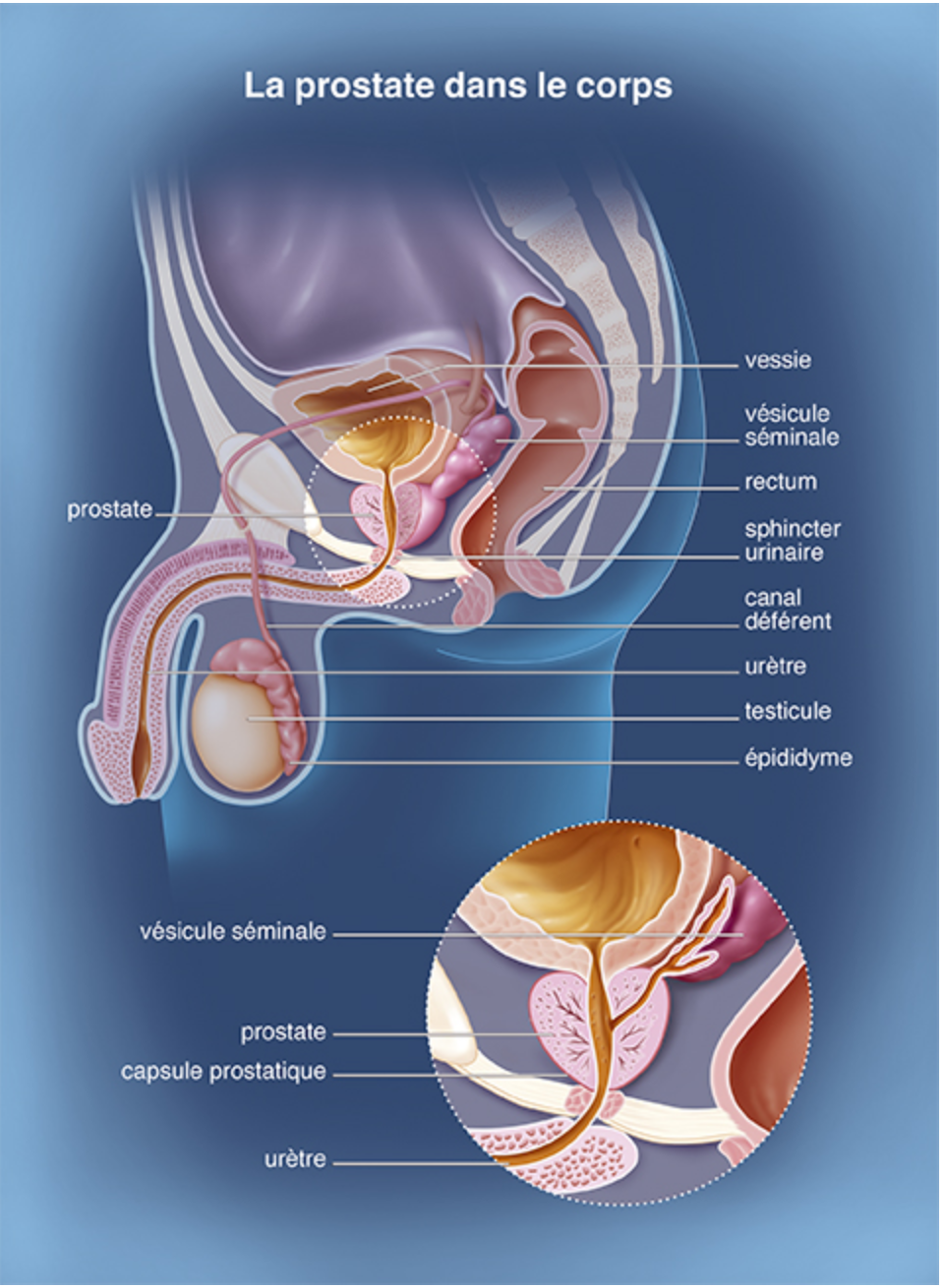 Anatomie de la prostate (Source: e-cancer)