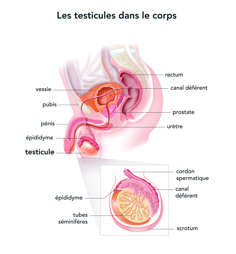Anatomie d'un testicule (source: e-cancer)