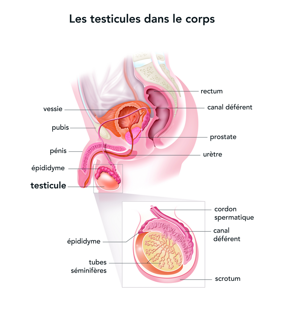 Qu'est ce que le cancer du testicule?