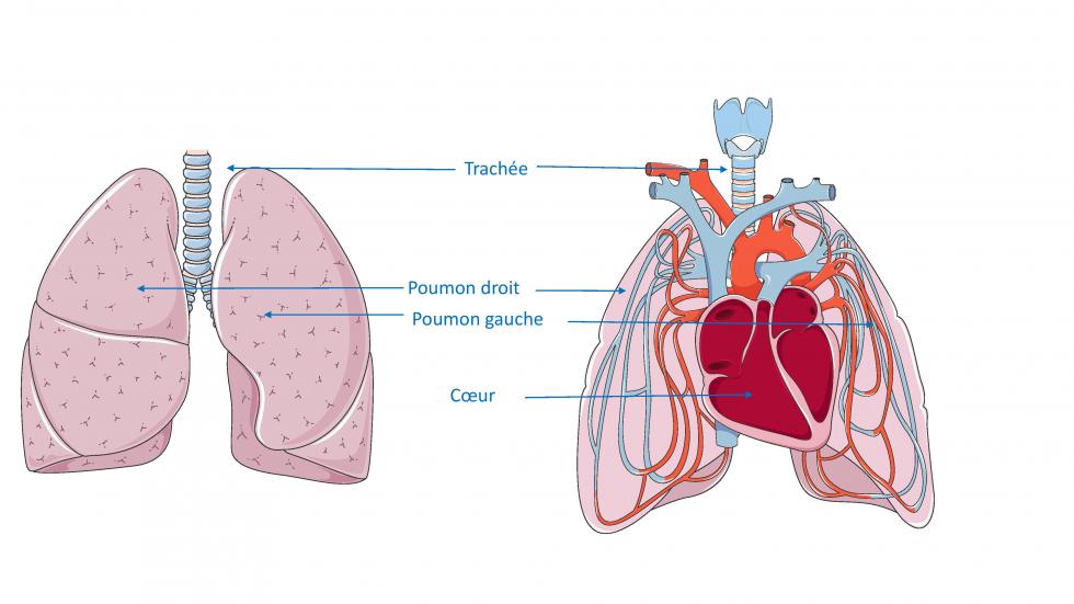 Anatomie du poumon (d'après smart, servier)