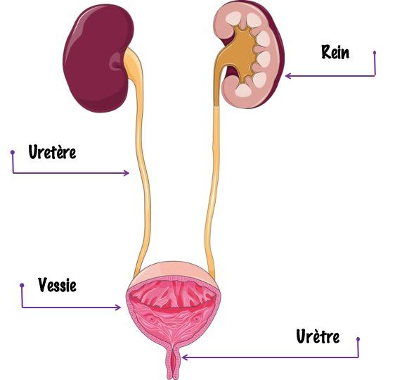 Anatomie de l'urètre chez l'homme