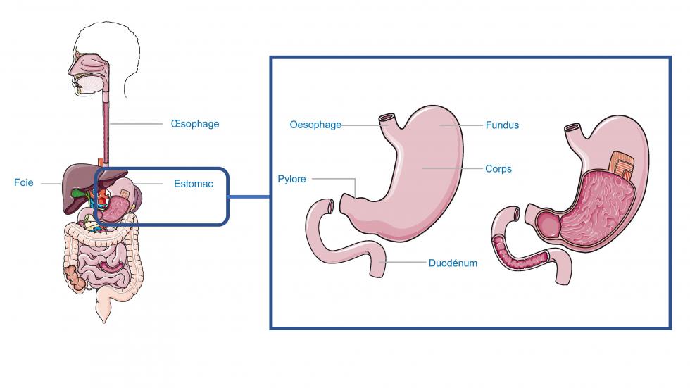 Anatomie de l'estomac (d'après smart, servier)