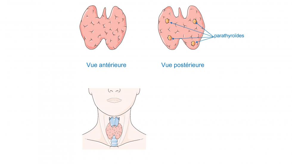Anatomie de la thyroïde (d'après smart servier)