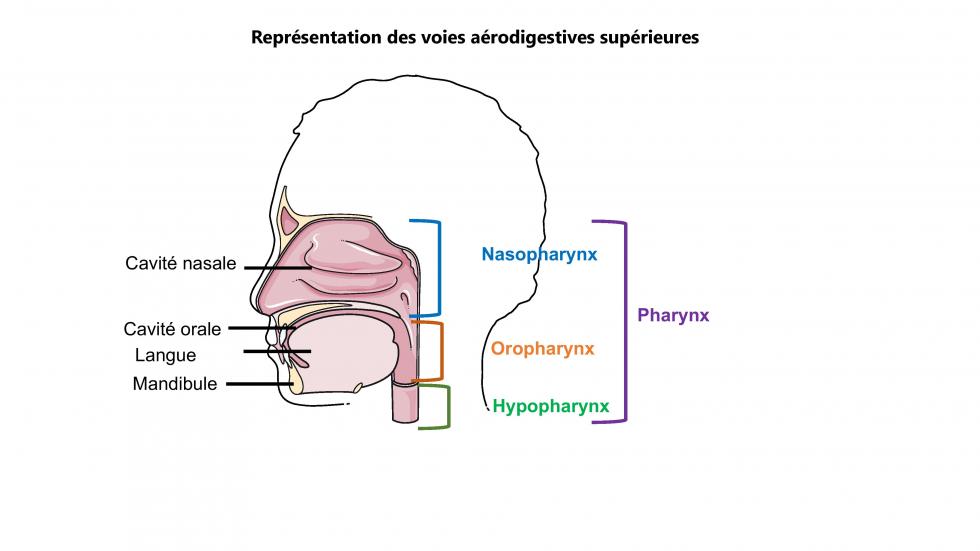 Représentation des voies aéro-digestives supérieures (d'après smart servier)