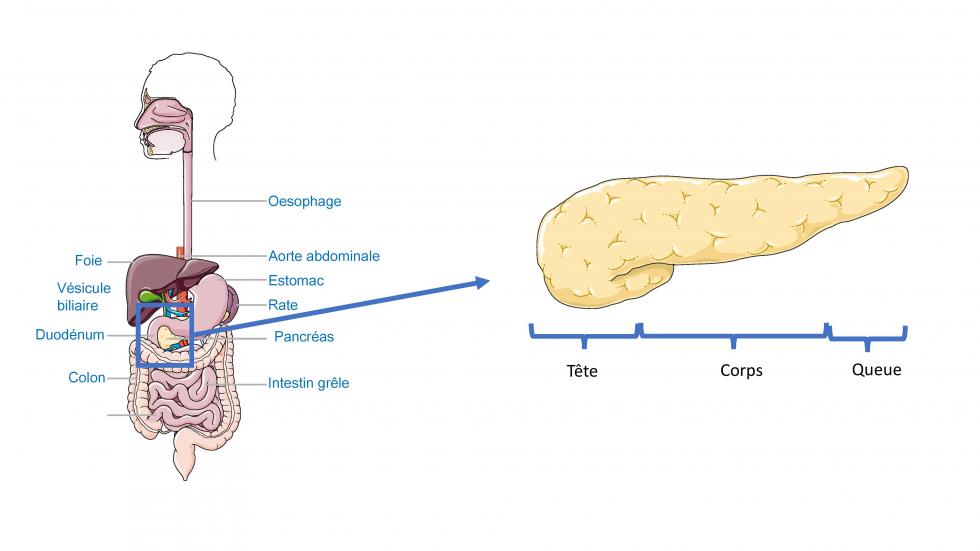 Anatomie du cancer du pancréas (d'après smart, servier)