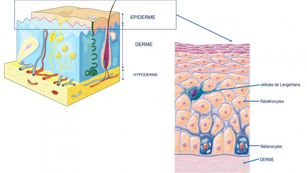 anatomie de la peau (d'après smart servier)