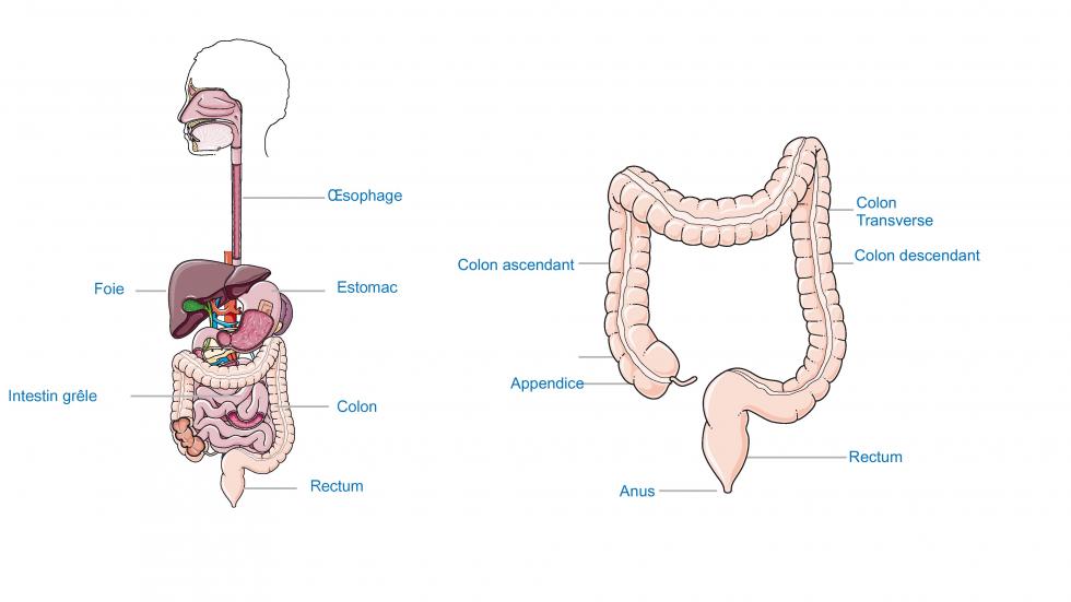Anatomie du colon