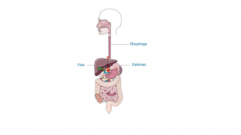 Anatomie de l'oesophage 