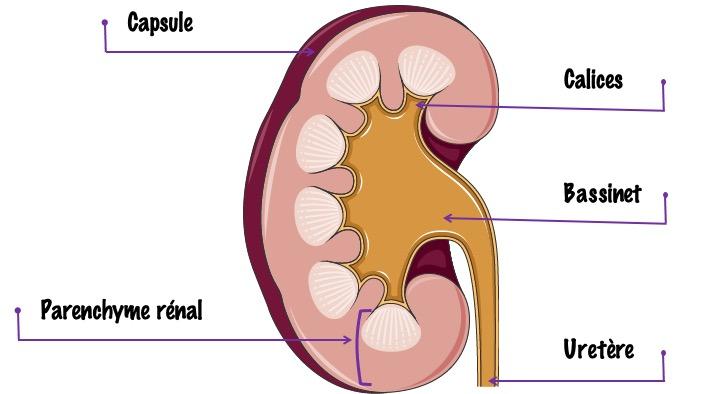 Anatomie rénale