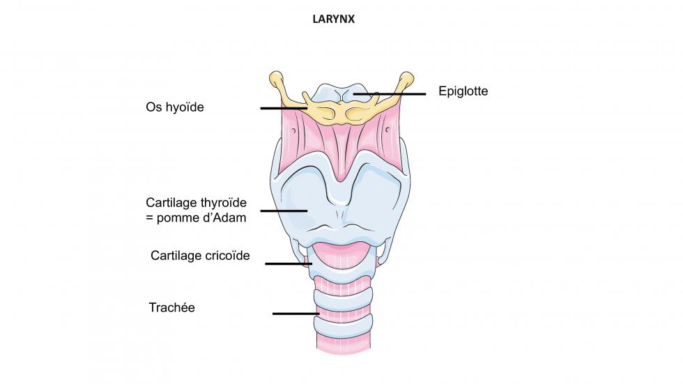 Larynx (d'après smart servier)