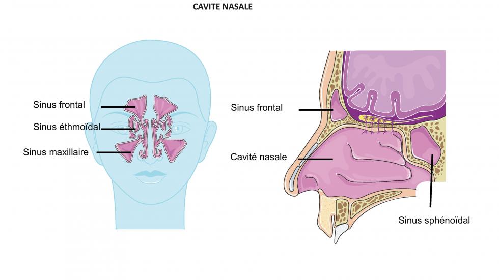 La cavité nasale (d'après smart servier)