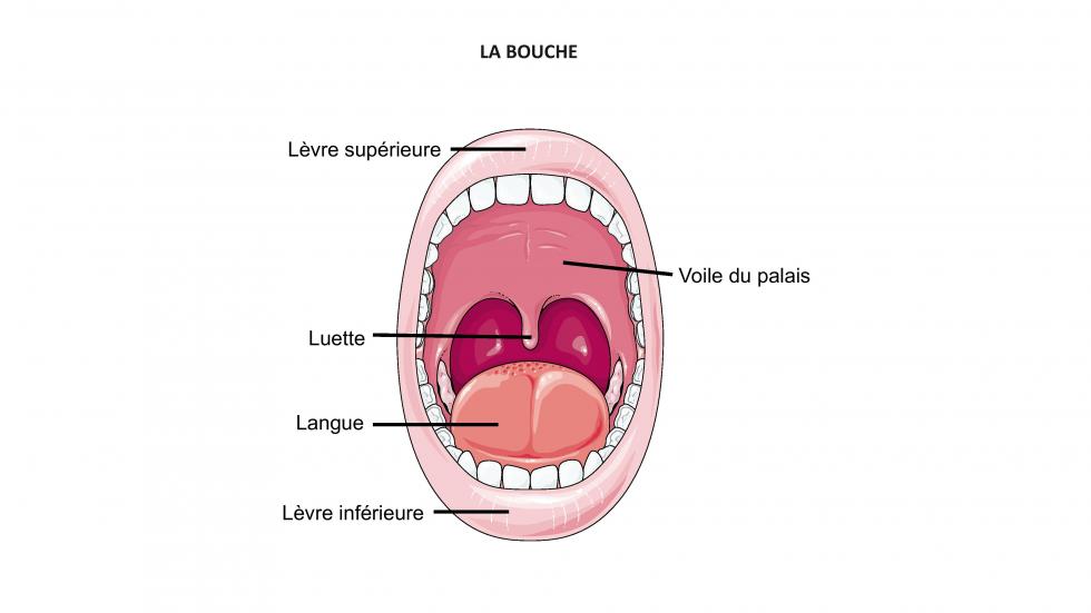 La cavité buccale ou bouche (d'après smart servier)