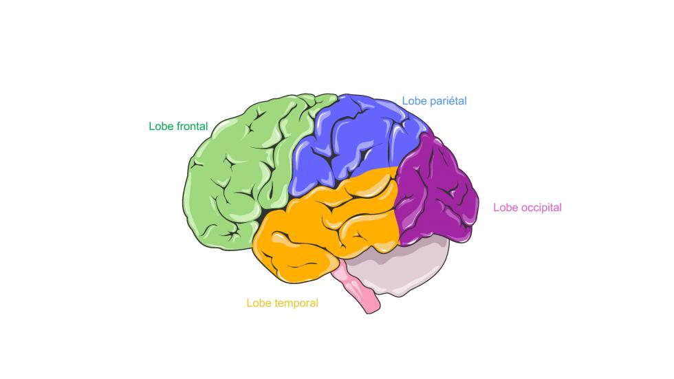 Lobes du cerveau (d'après smart, servier)