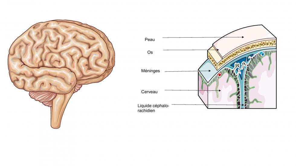 Structure du cerveau (d'après smart, servier)