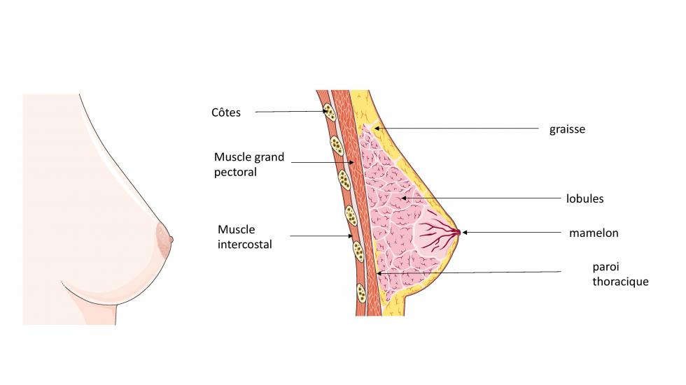 Structure du sein (d'après smart.servier.com)