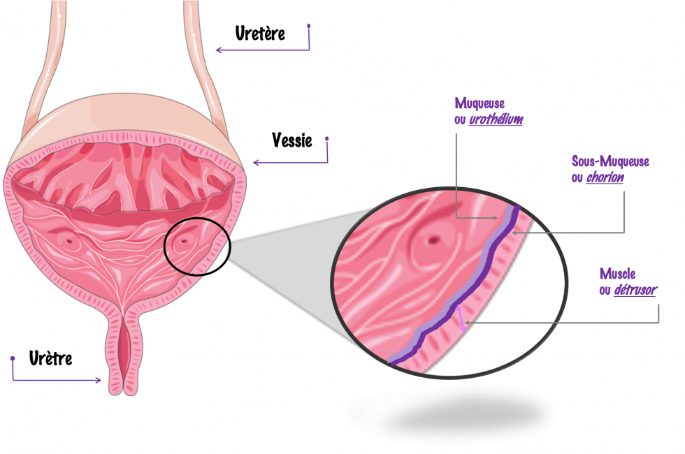 Anatomie vésicale
